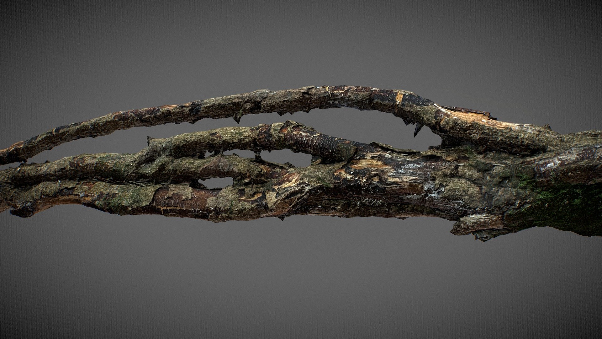 Tree Root 01 3d model