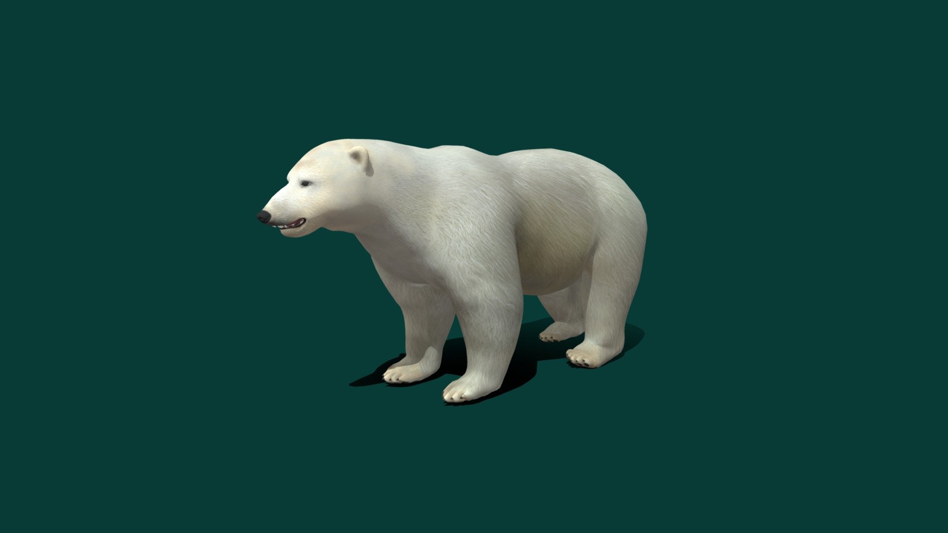 Polar Bear 3d model