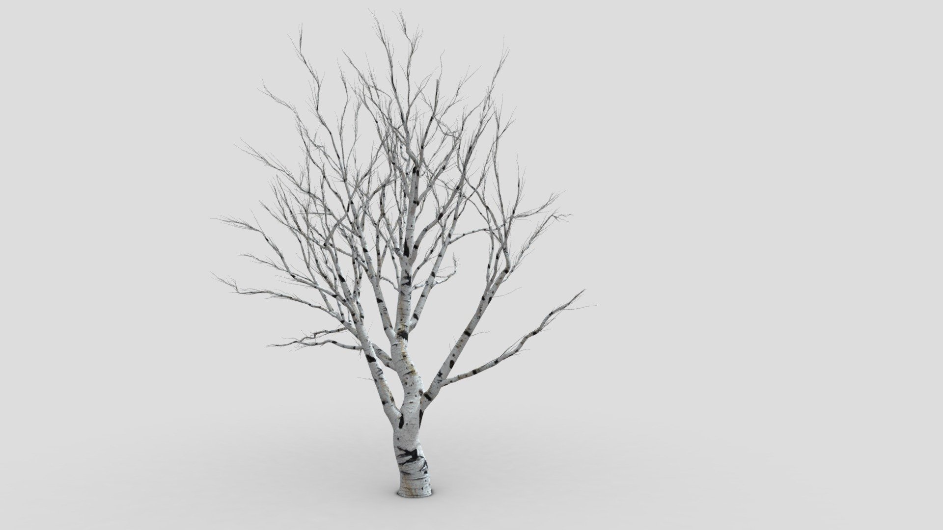 White Birch- Trunk S1 3d model