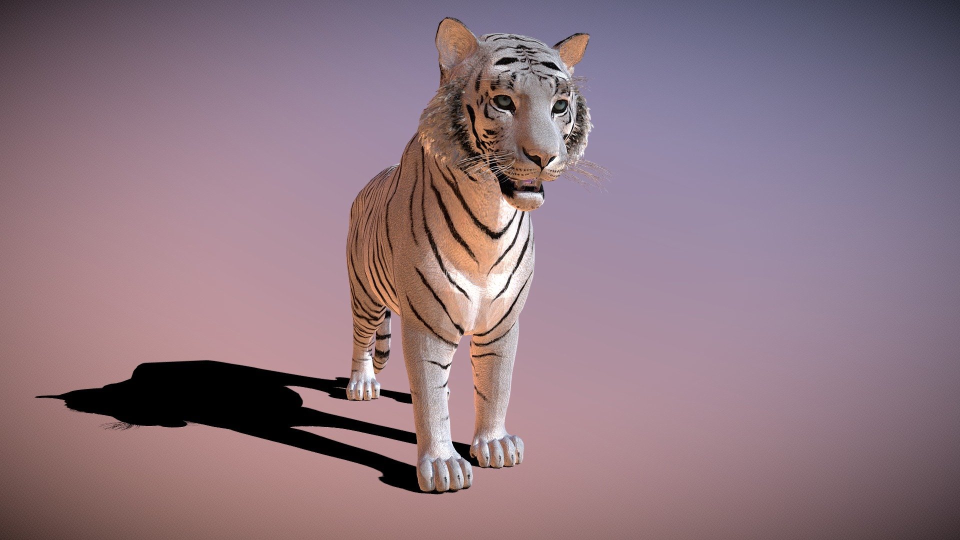 White Tiger (RIGGED ANIMATED) 3d model