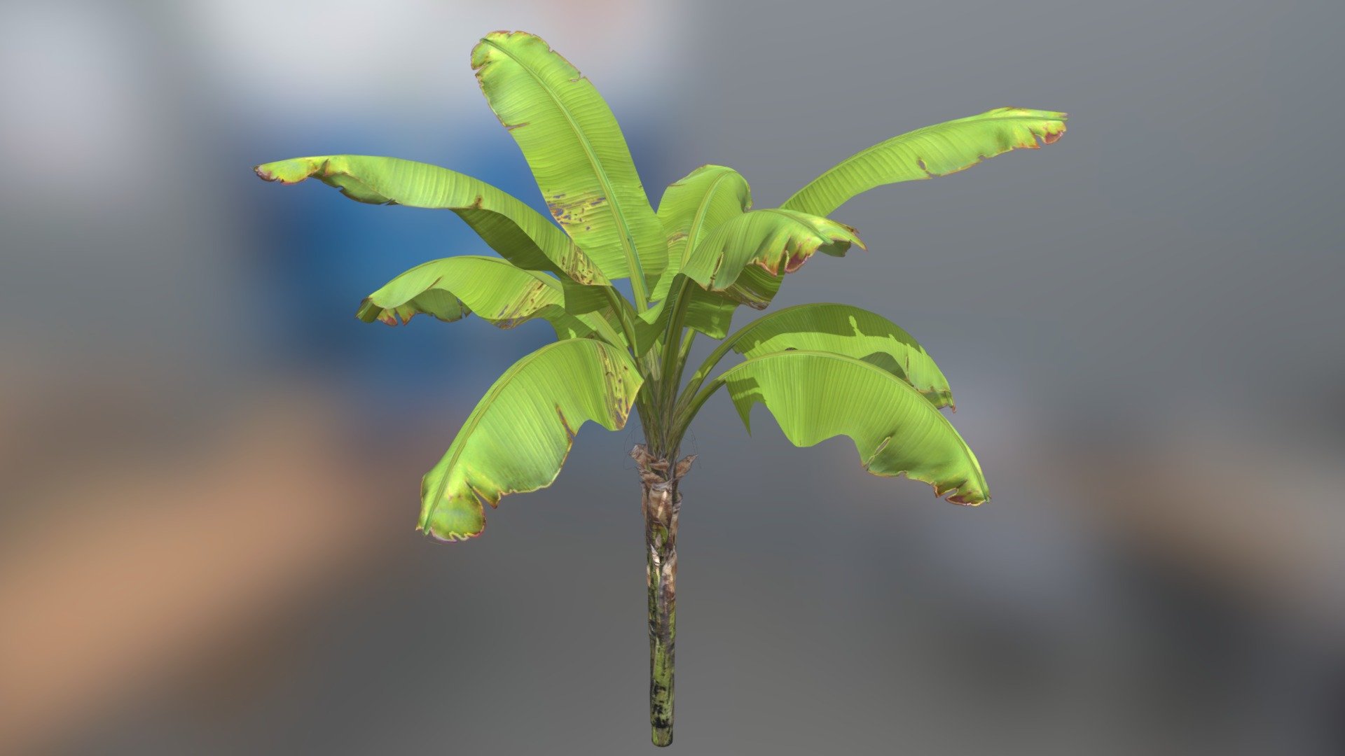 Banana plant 3d model