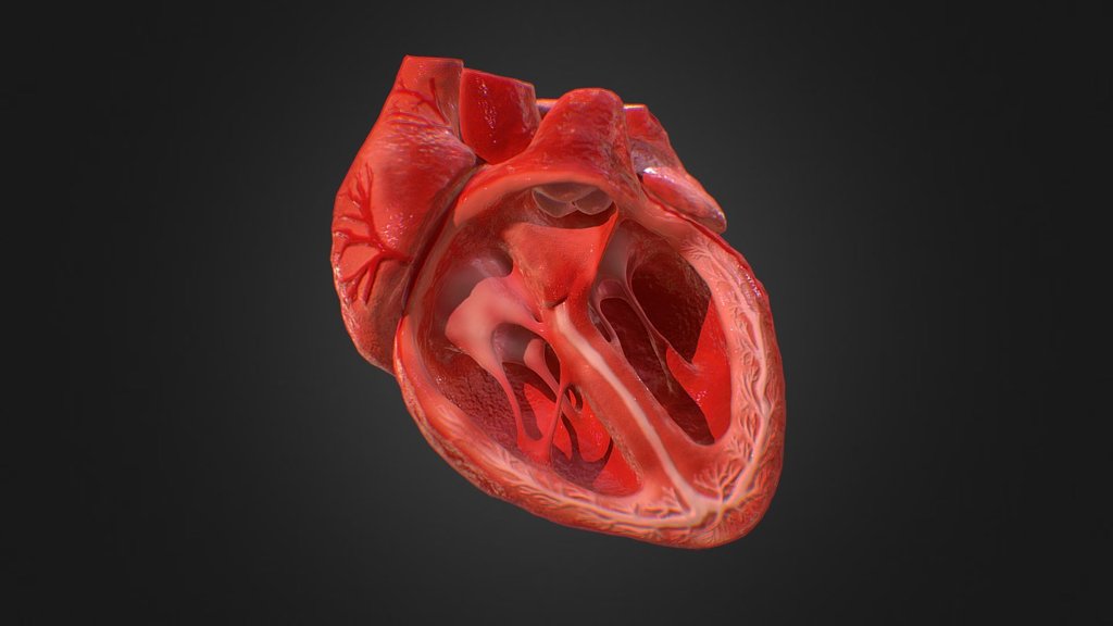 3d Animated Realistic Human Heart V1.0 3d model