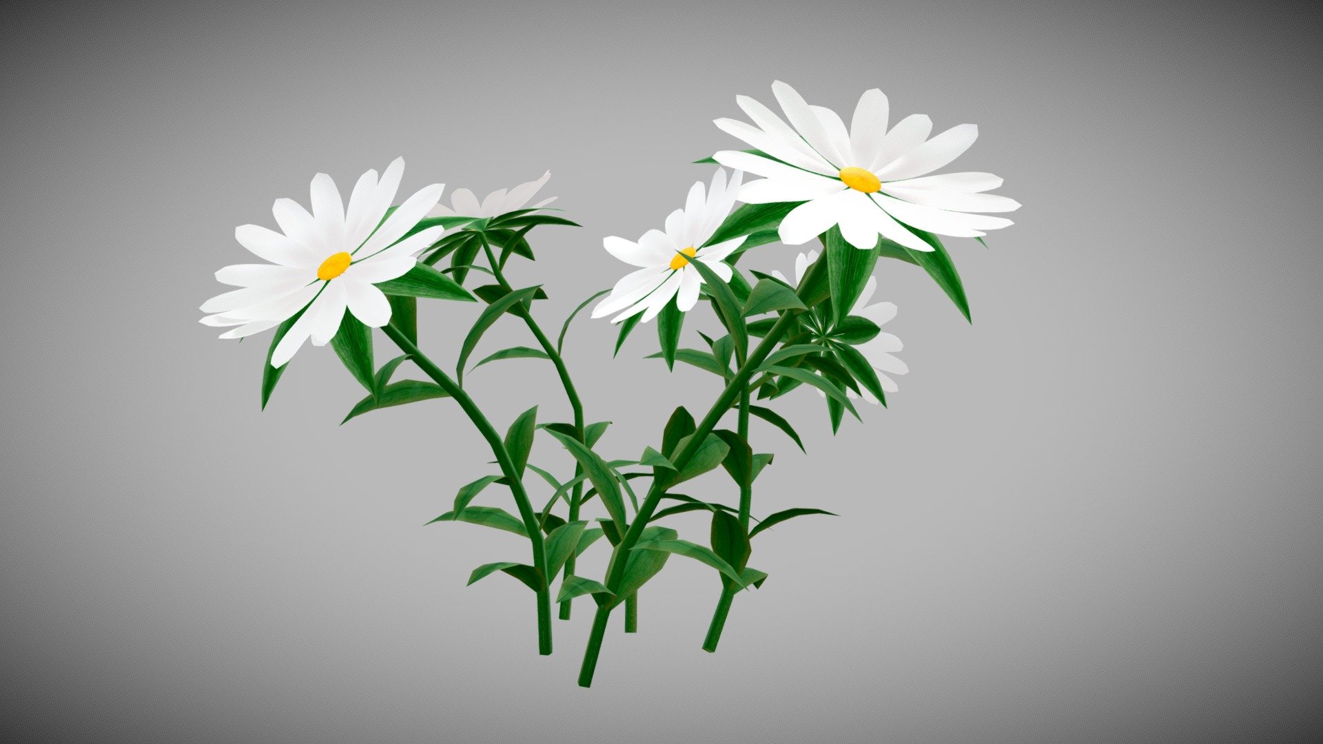 White Chamomiles Flowers Low poly Game ready 3d model