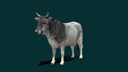 Asian Zebu Cattle (Low Poly)