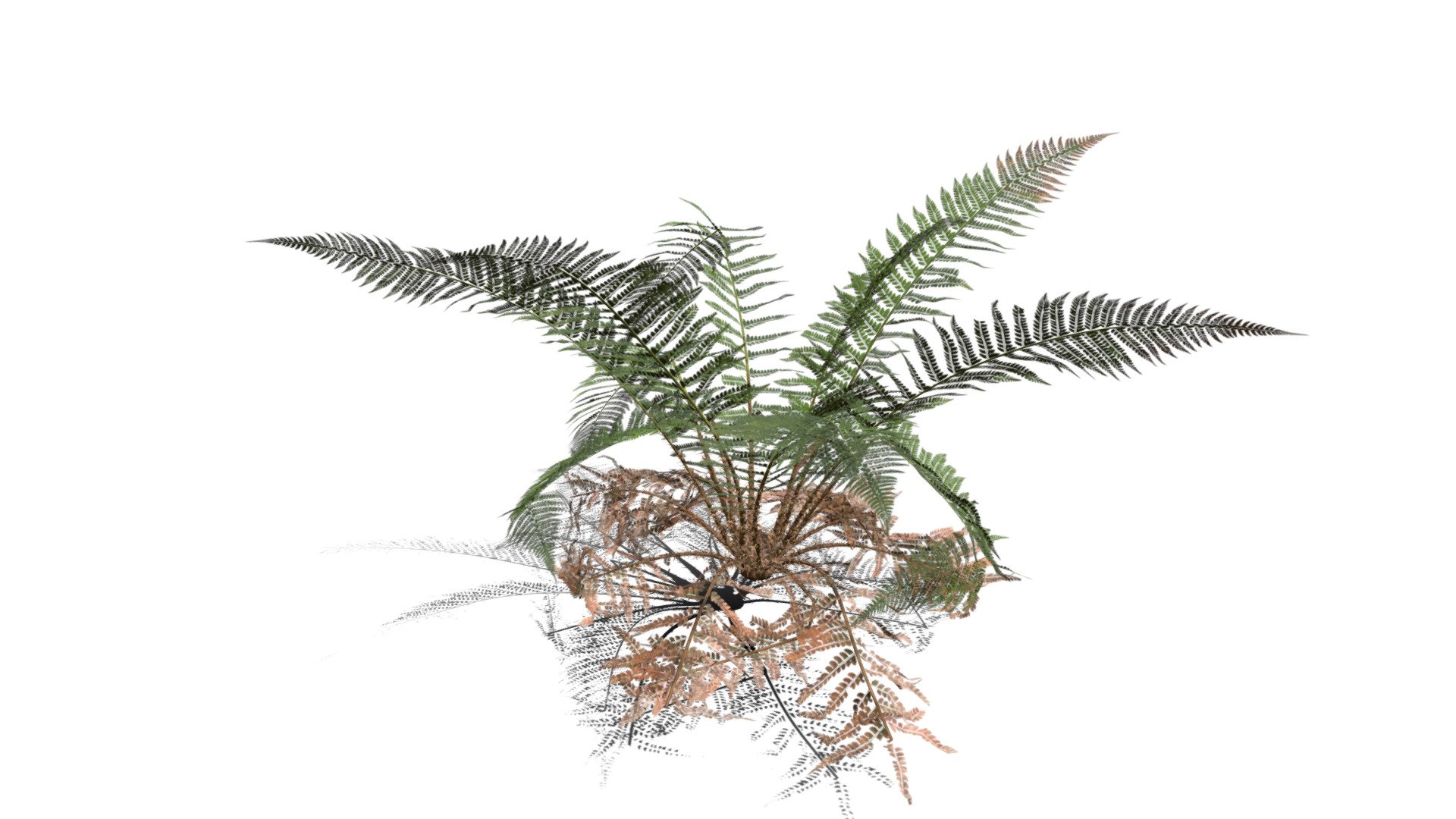 Realistic HD Male fern (13/50) 3d model