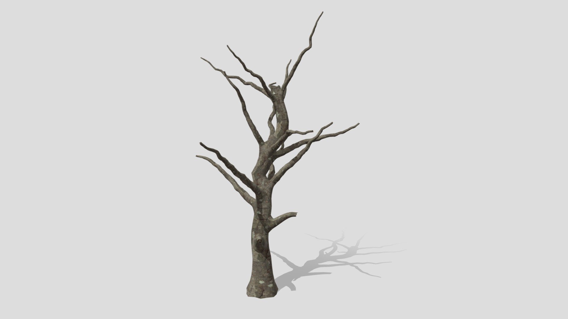 Trunk By Branches 3d model