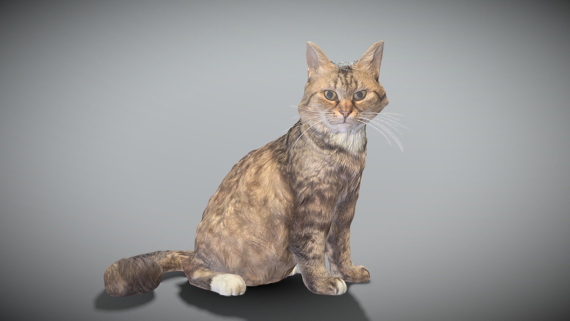 Fluffy cat 28 3d model