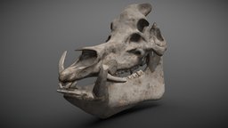 Old boar skull