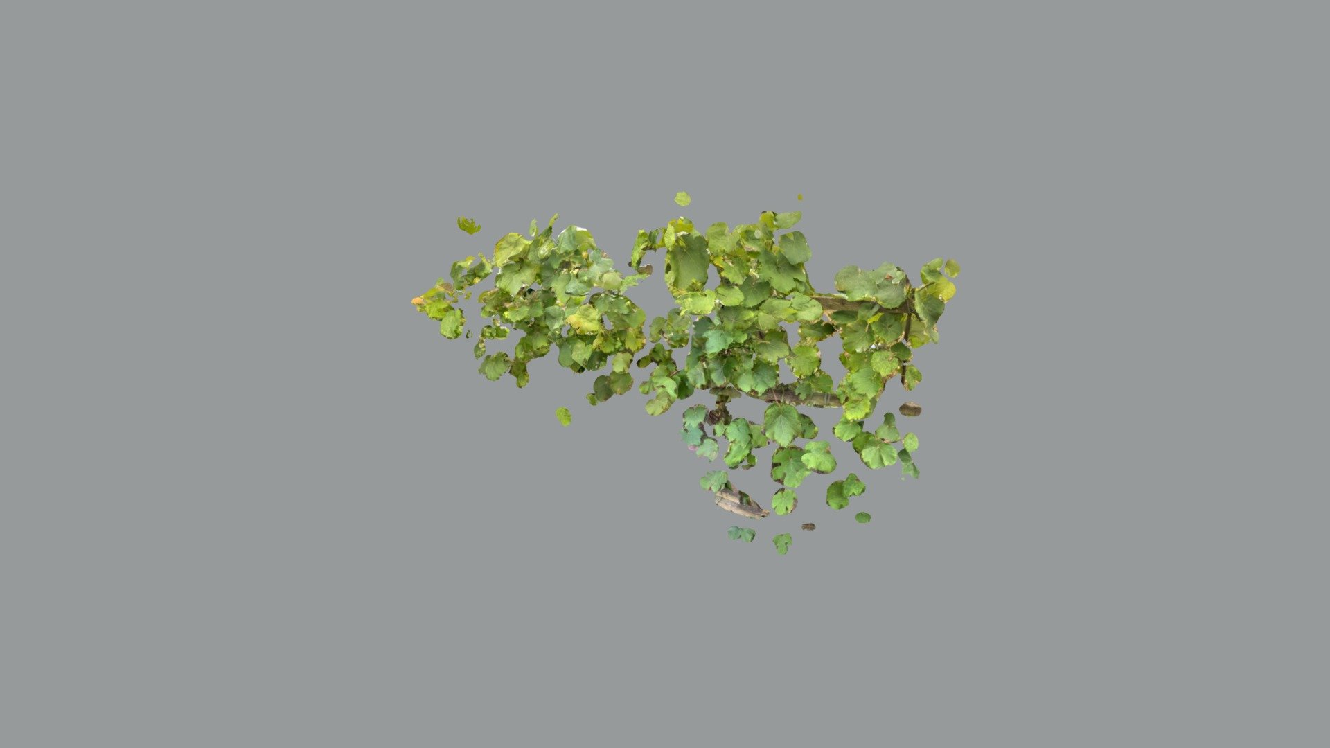 Grape vines 3d model