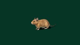 Common Degu (Lowpoly)