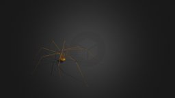 Spider Pholcus Phalangioides Walking