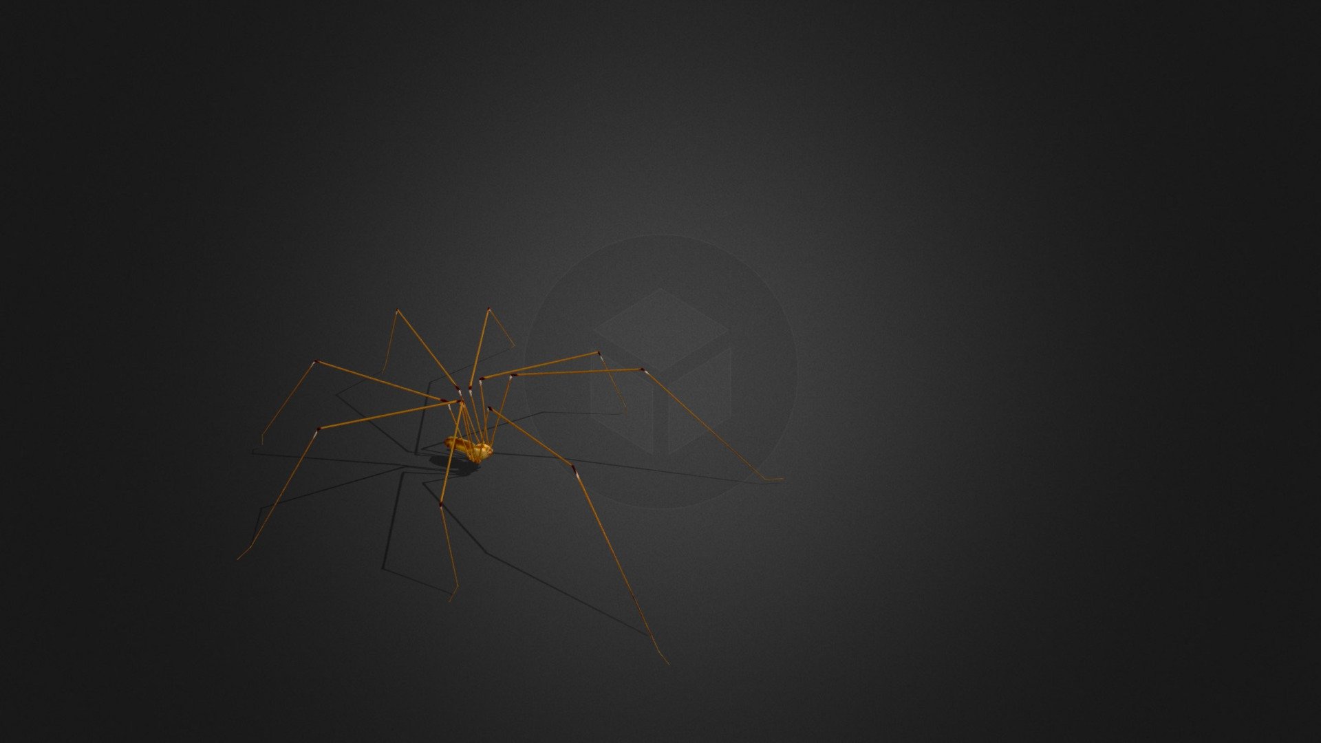 Spider Pholcus Phalangioides Walking 3d model