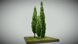 Mediterranean Cypress