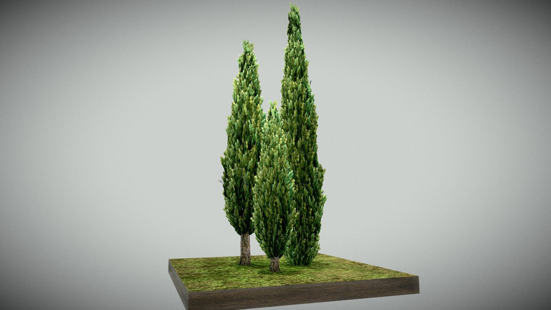 Mediterranean Cypress 3d model