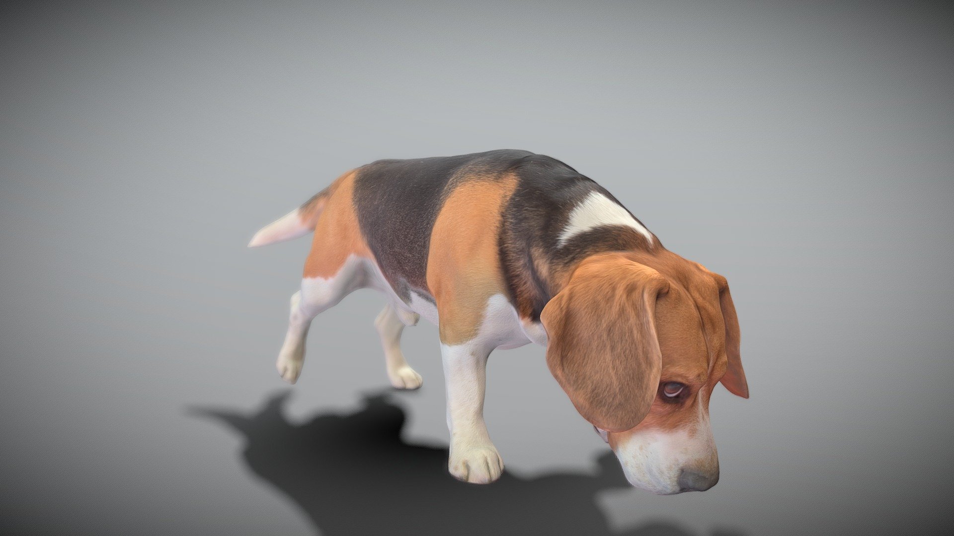 Beagle 40 3d model