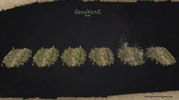 [Gloria Victis MMO] Ground vegetation- Portfolio