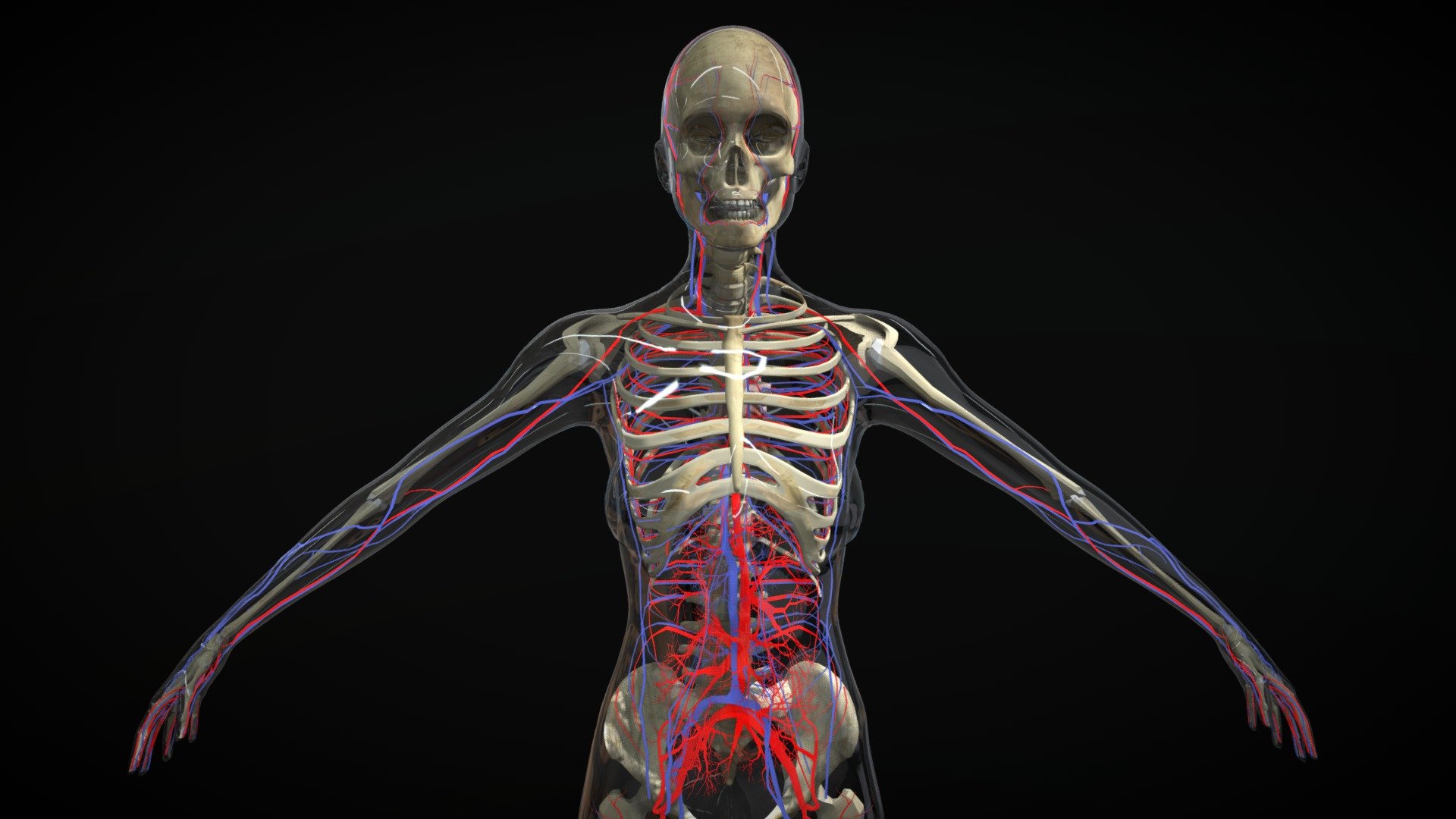 Circulatory System With Skeleton Female 3d model