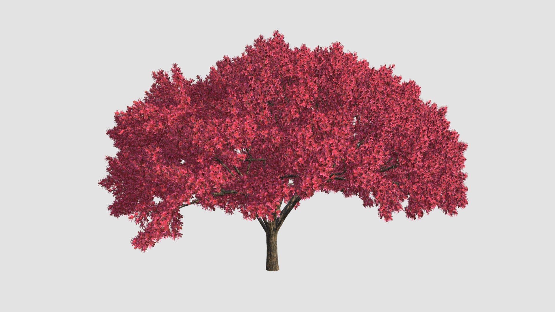 Cherry tree Plant 3d model