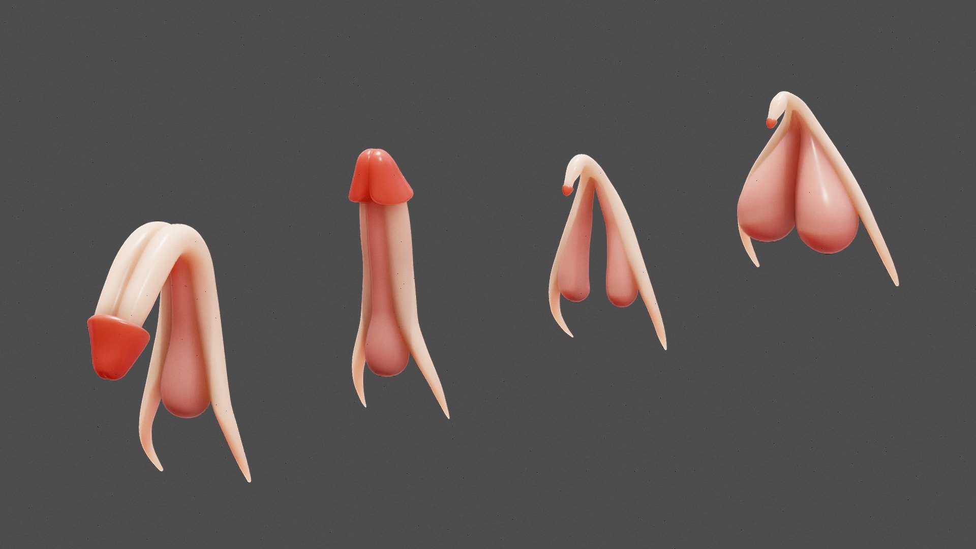 Clitoris and Penis Anatomy 3d model