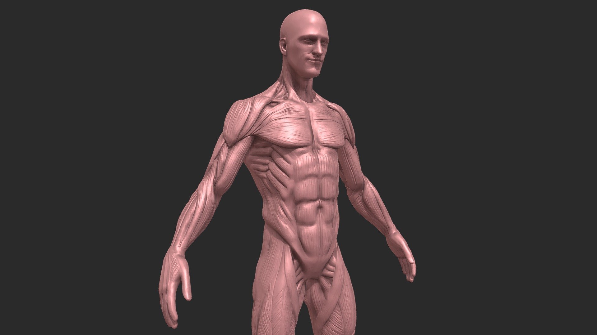 Male Ecorche anatomy 3d model