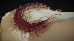 Scolopendra gigantea