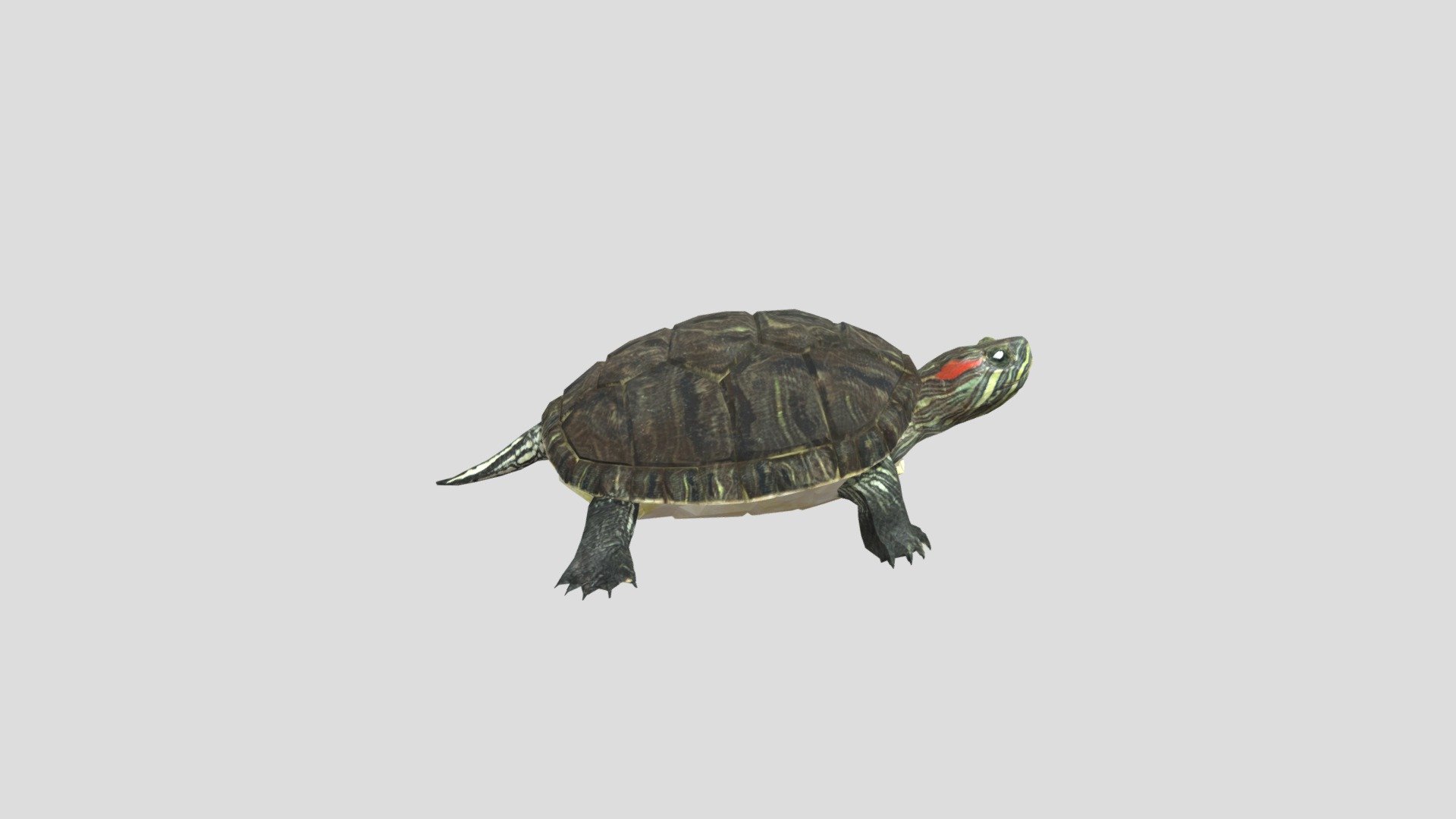 Tortuga 3d model