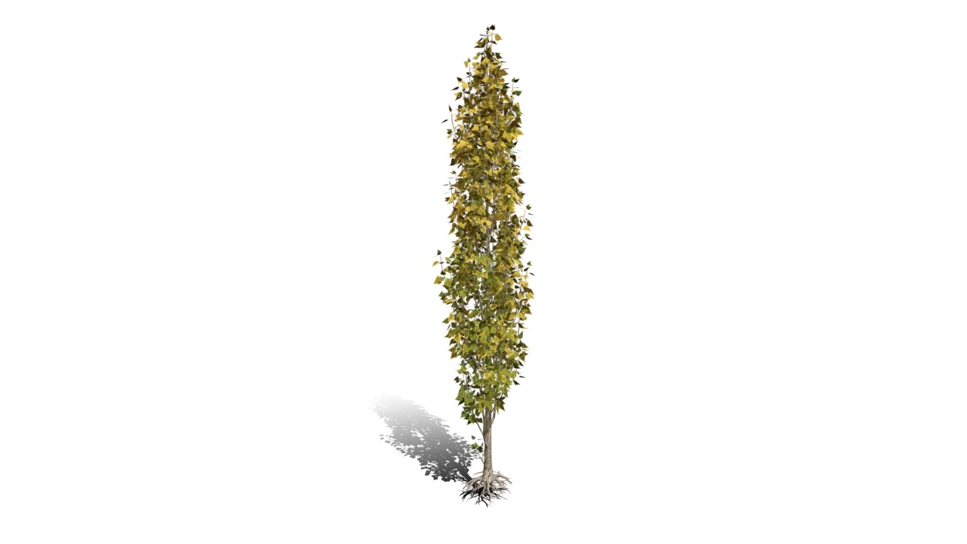 Realistic HD Lombardy poplar (6/75) 3d model