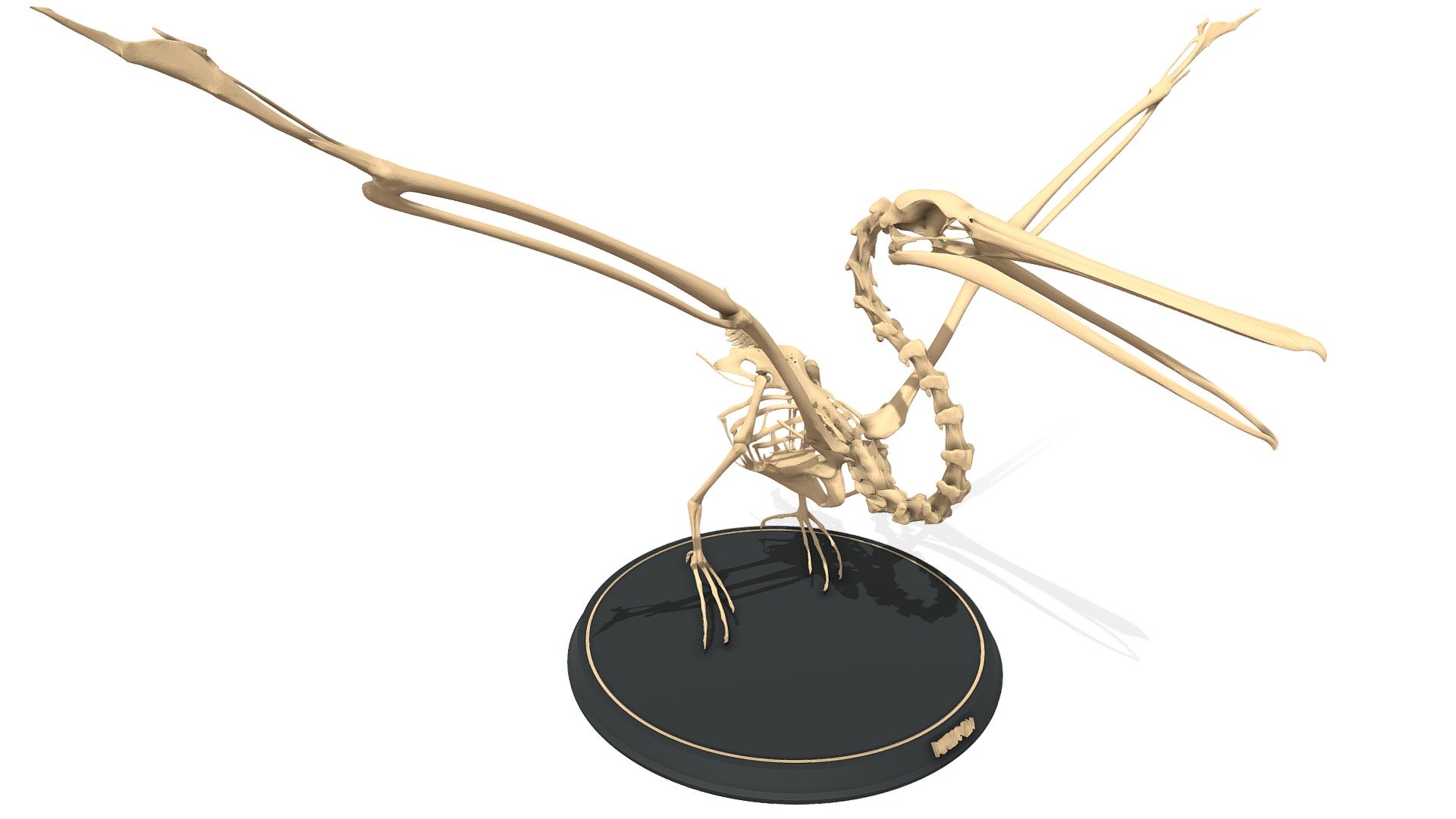 Pelican Skeleton 3d model