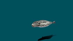 Harp Seal (Lowpoly)