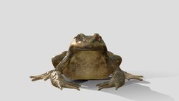 Common frog animated