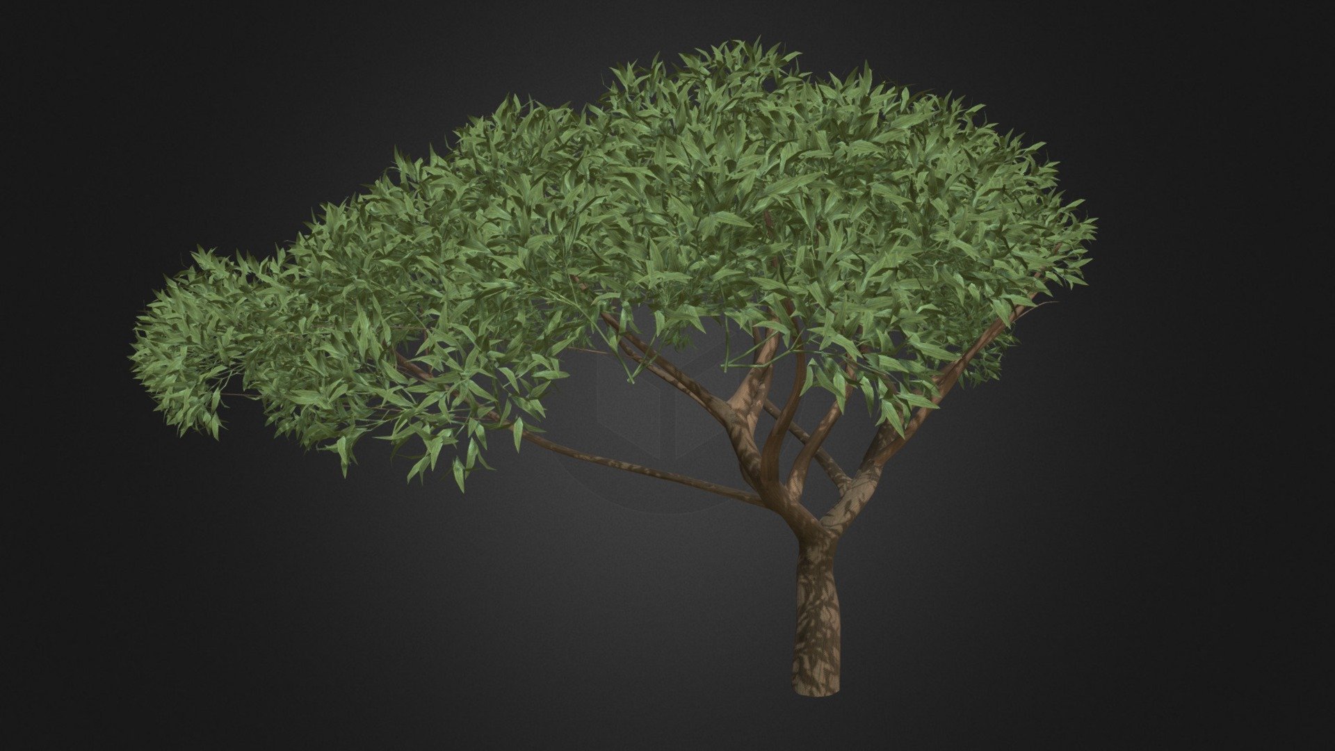 Thorn Tree 3d model