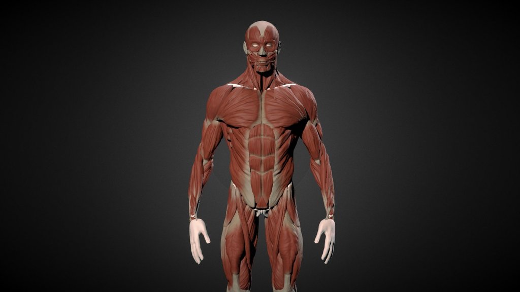 Man ecorché 3d model