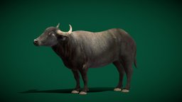 Water Buffalo (Lowpoly)