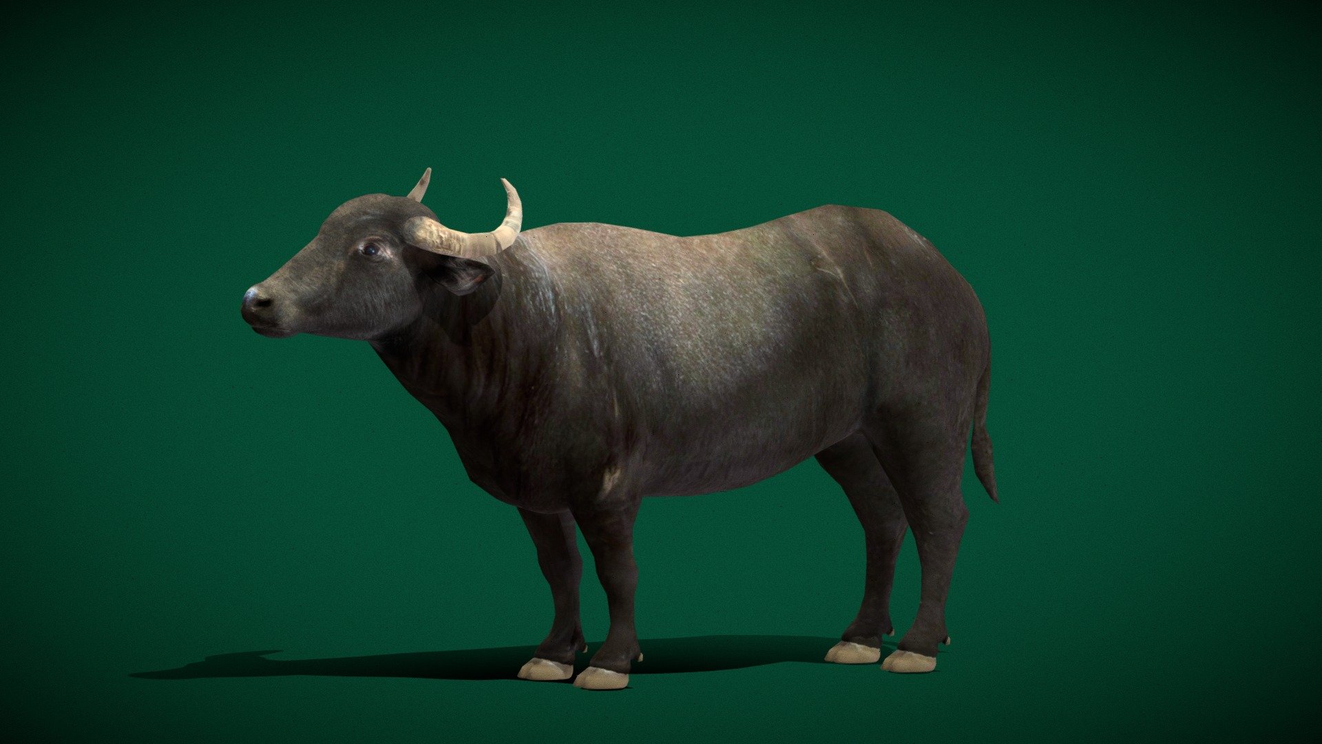 Water Buffalo (Lowpoly) 3d model