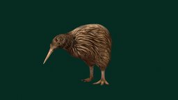 Kiwi Flightless Bird (LowPoly)