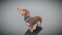 Playful dachshund dog 35