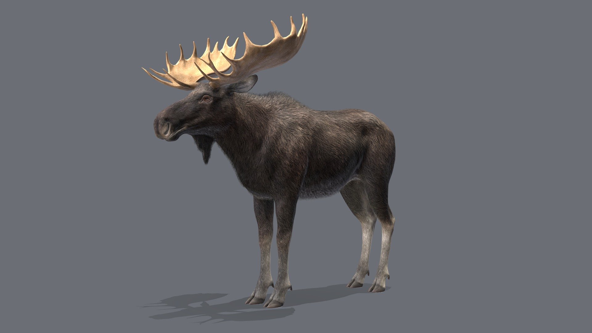 Moose 3d model