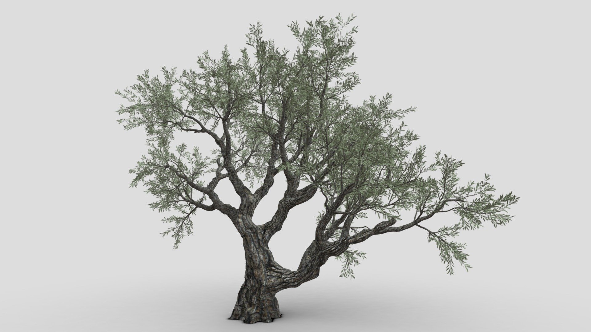 Live Oak Tree-S11 3d model