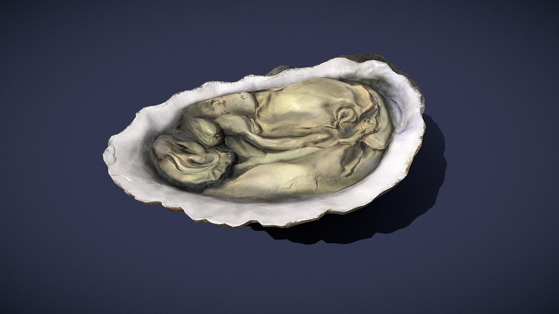 Oyster_FBX 3d model