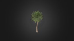 Canary Island Date Palm