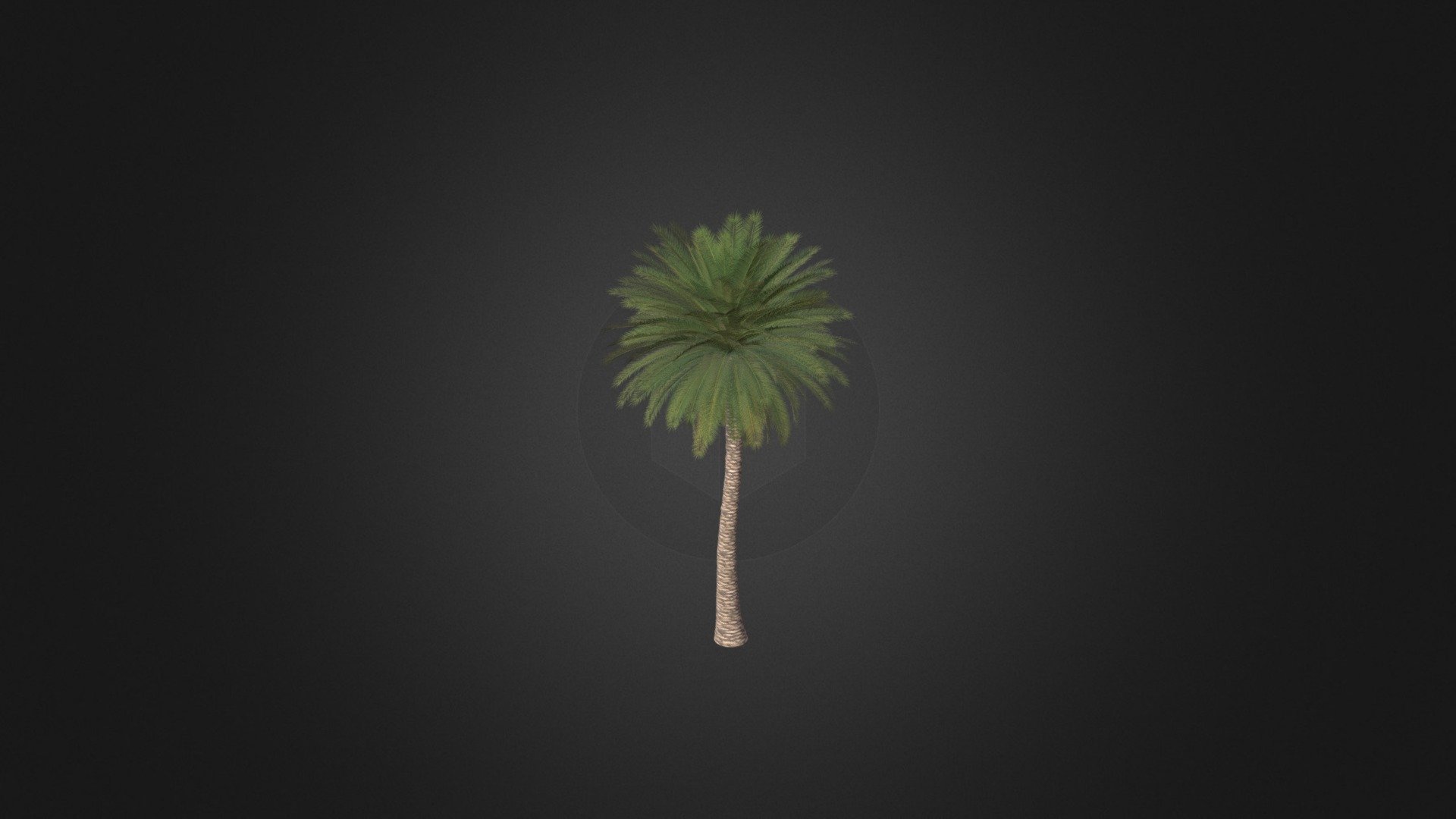 Canary Island Date Palm 3d model