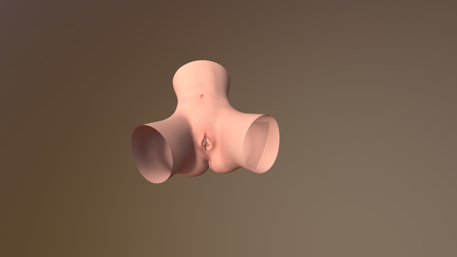 vagina anatomy 3d model