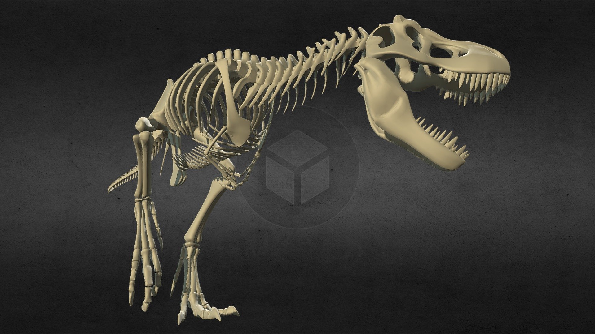 Tyrannosaurus rex dragon bone 3d model