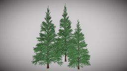 Conifers