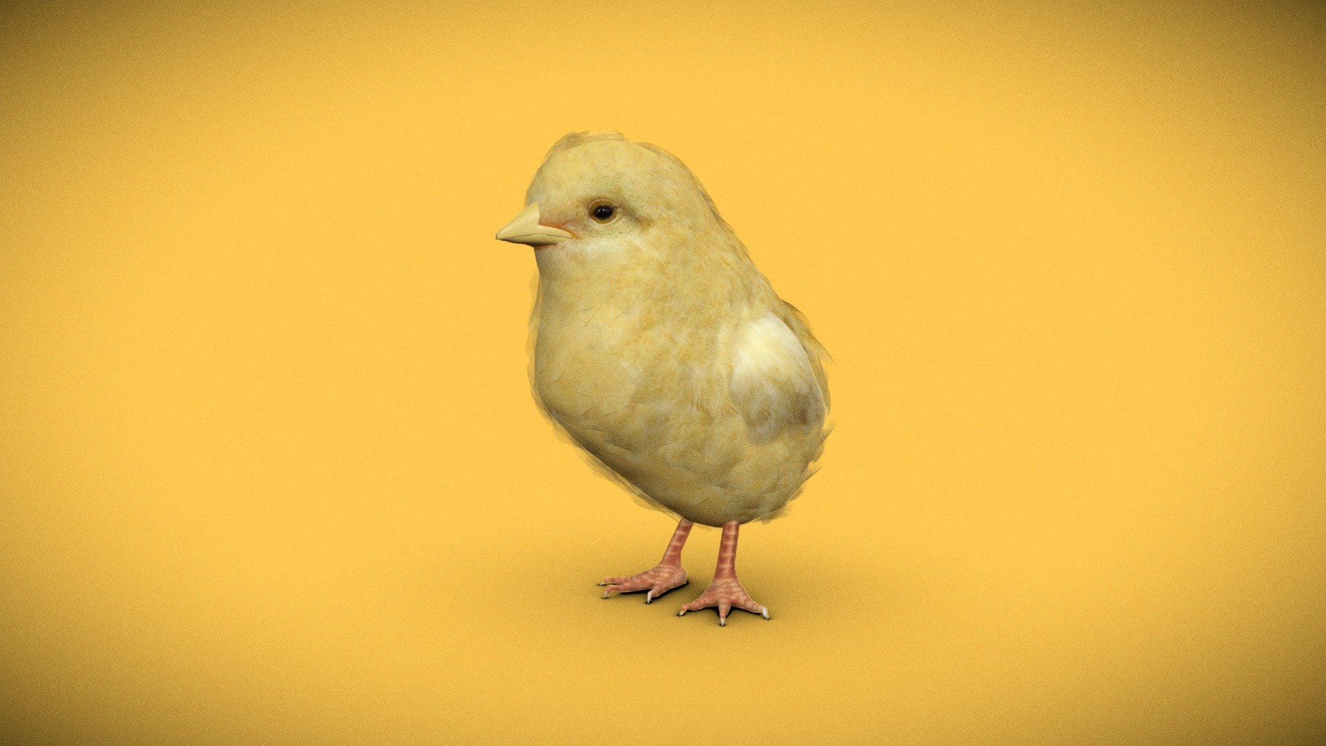 Chick 3d model