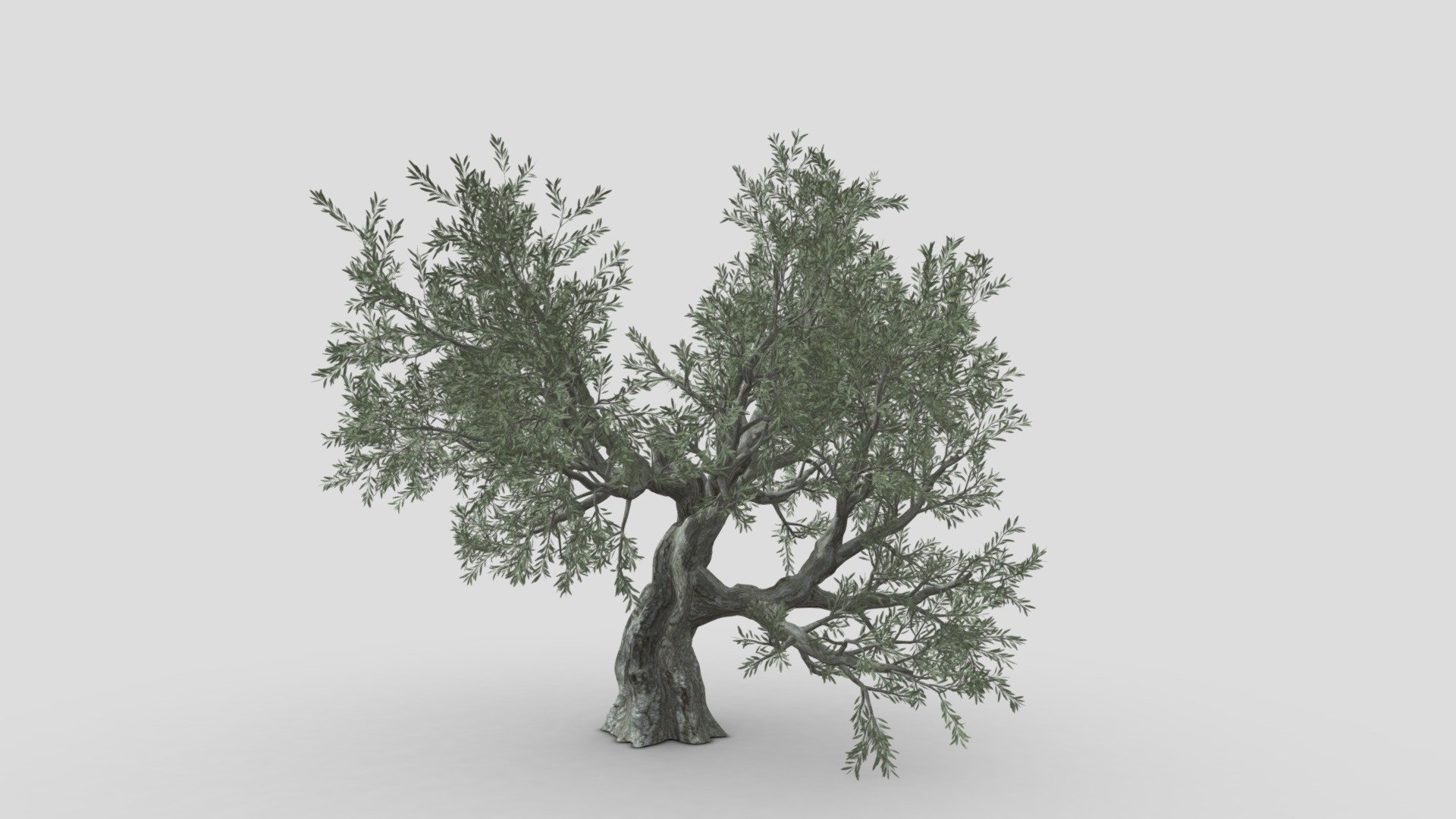 Live Oak Tree-S2 3d model