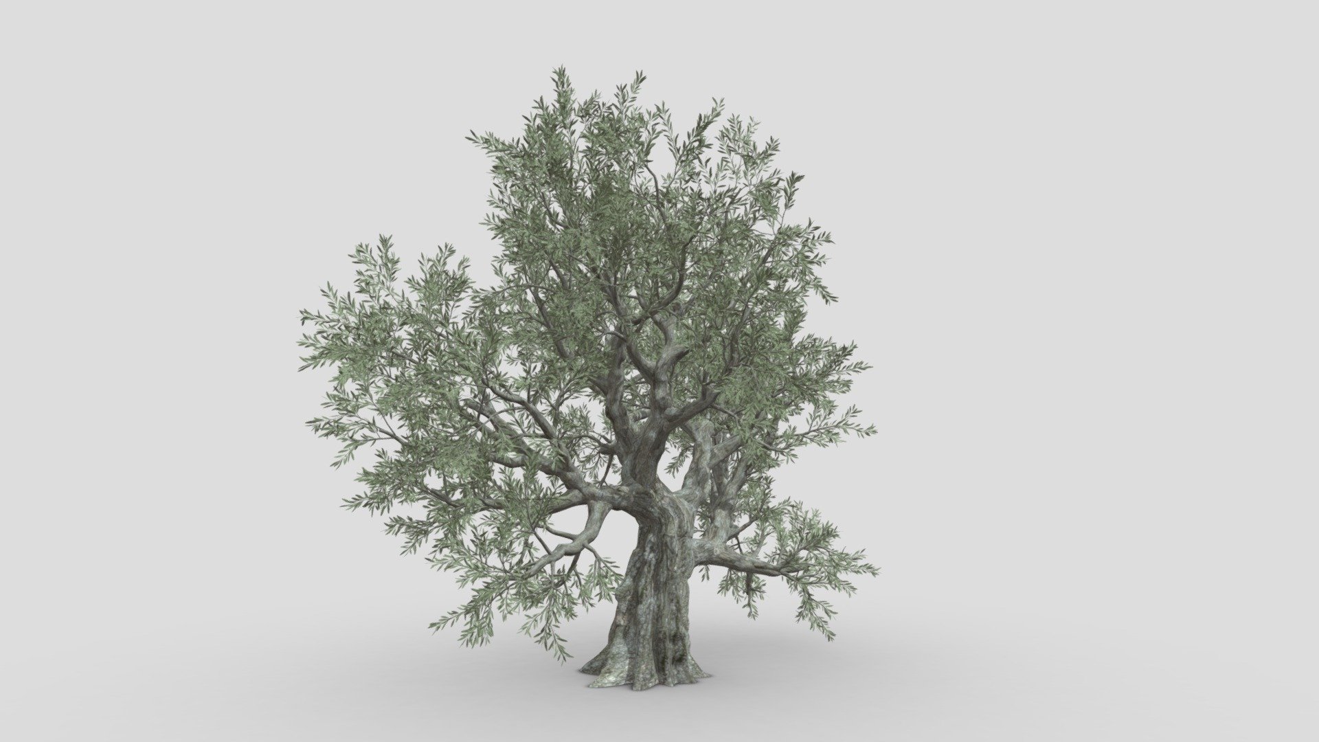 Live Oak Tree-S1 3d model