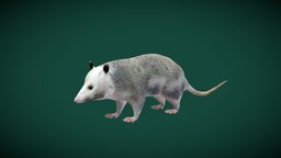 Opossum  Didelphidae (Lowpoly)