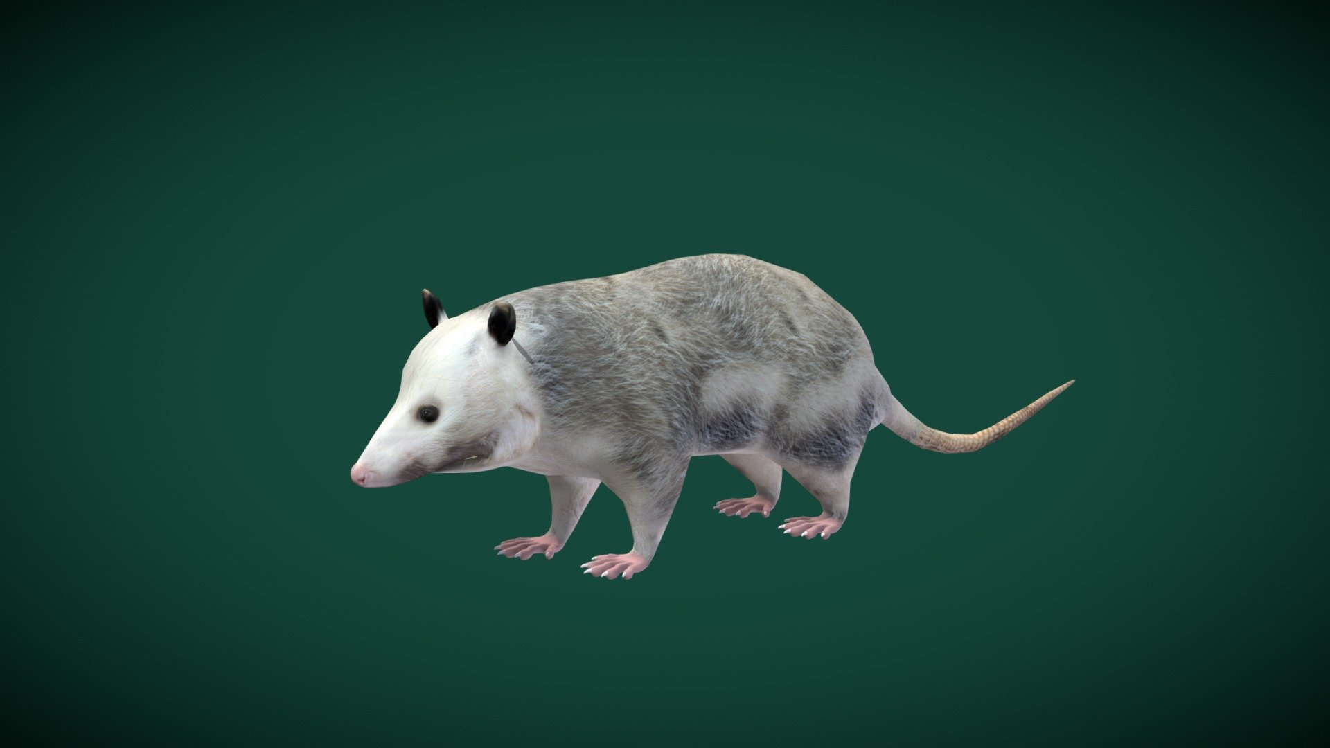 Opossum  Didelphidae (Lowpoly) 3d model