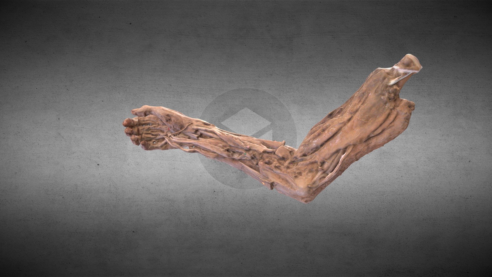 Arm muscles/Músculos del brazo 3d model